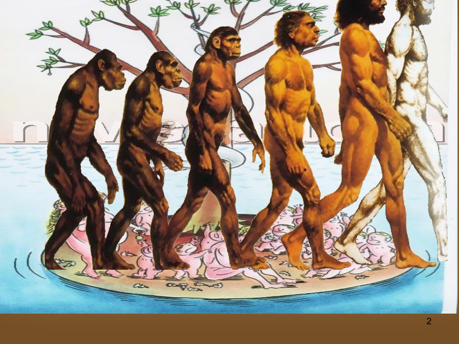 中国境内的早期人类.ppt_第2页