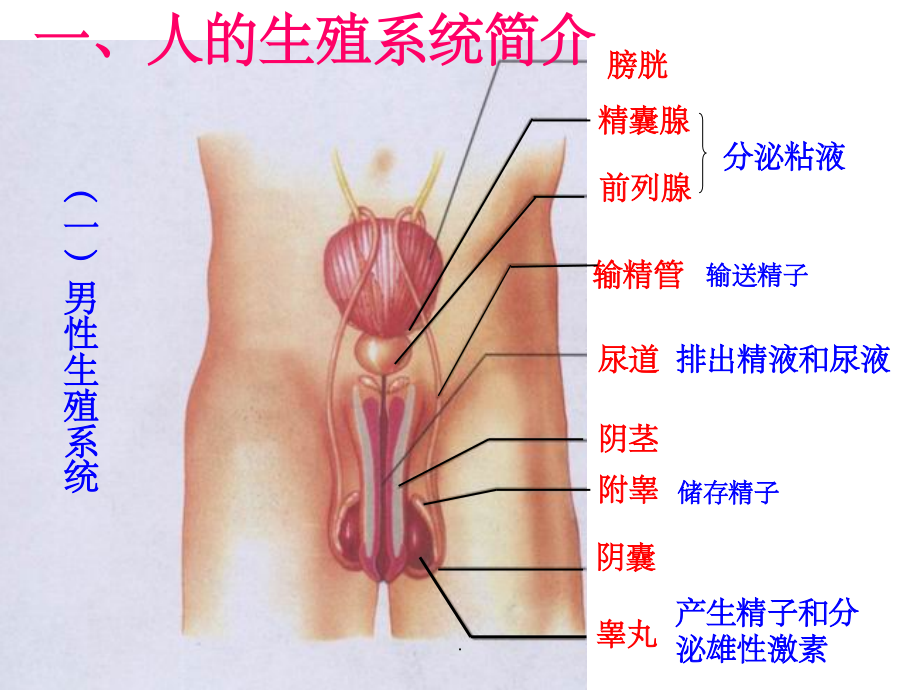 初中生物总复习-人体.ppt_第1页