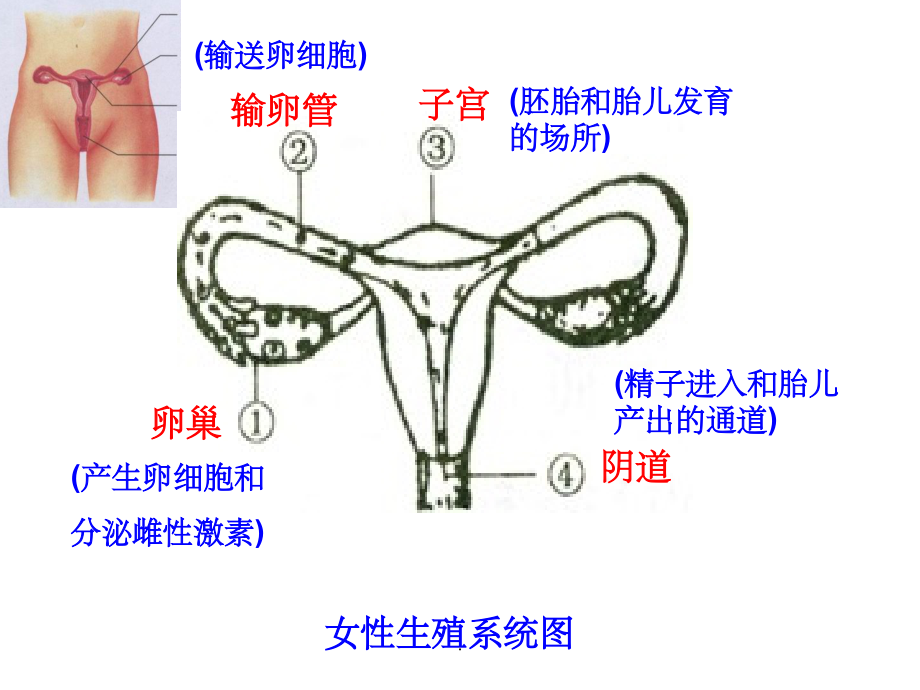 初中生物总复习-人体.ppt_第2页
