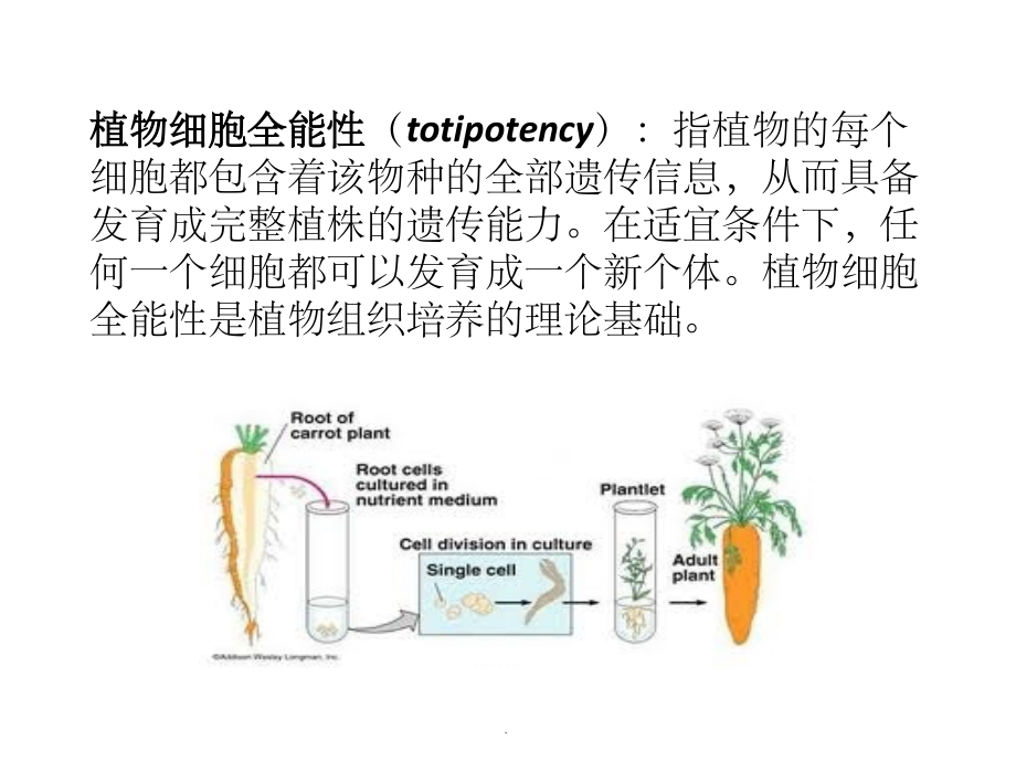 植物细胞全能性.ppt_第2页