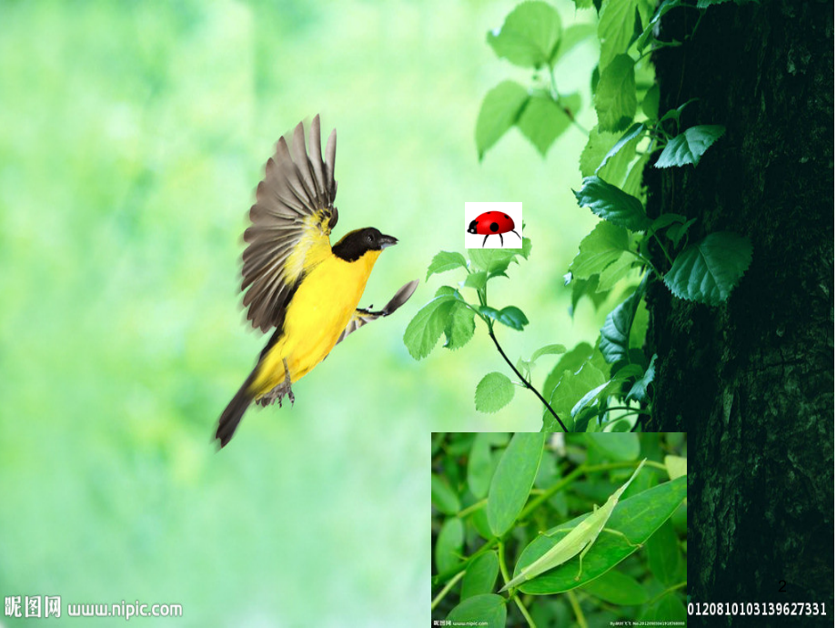 动物的保护色.ppt_第2页