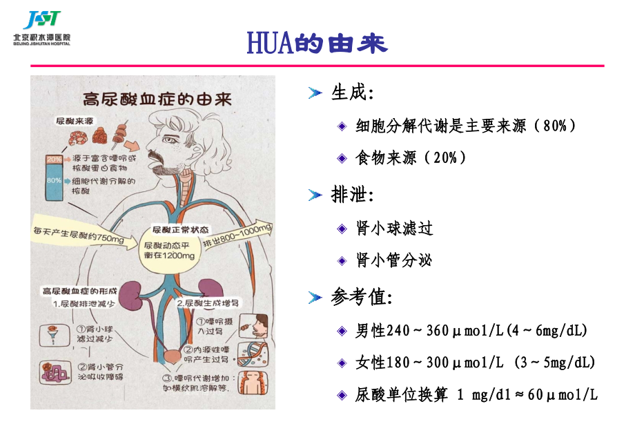 高尿酸血症与痛风治疗.ppt_第2页
