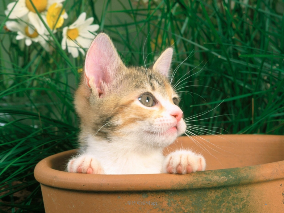 我要大蜥蜴.ppt_第1页