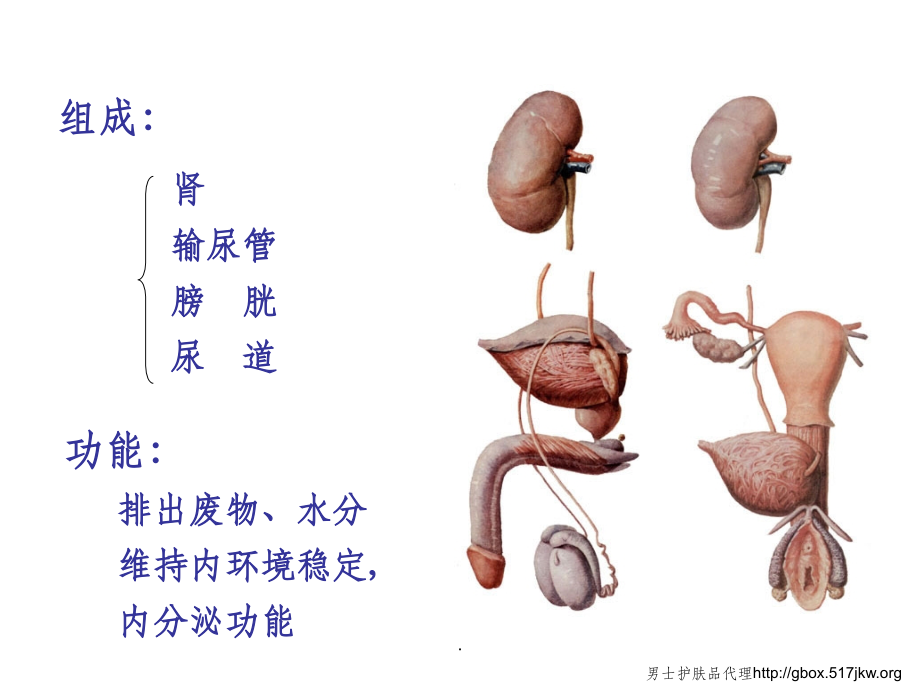 泌尿系统的组成部分及功能.ppt_第2页