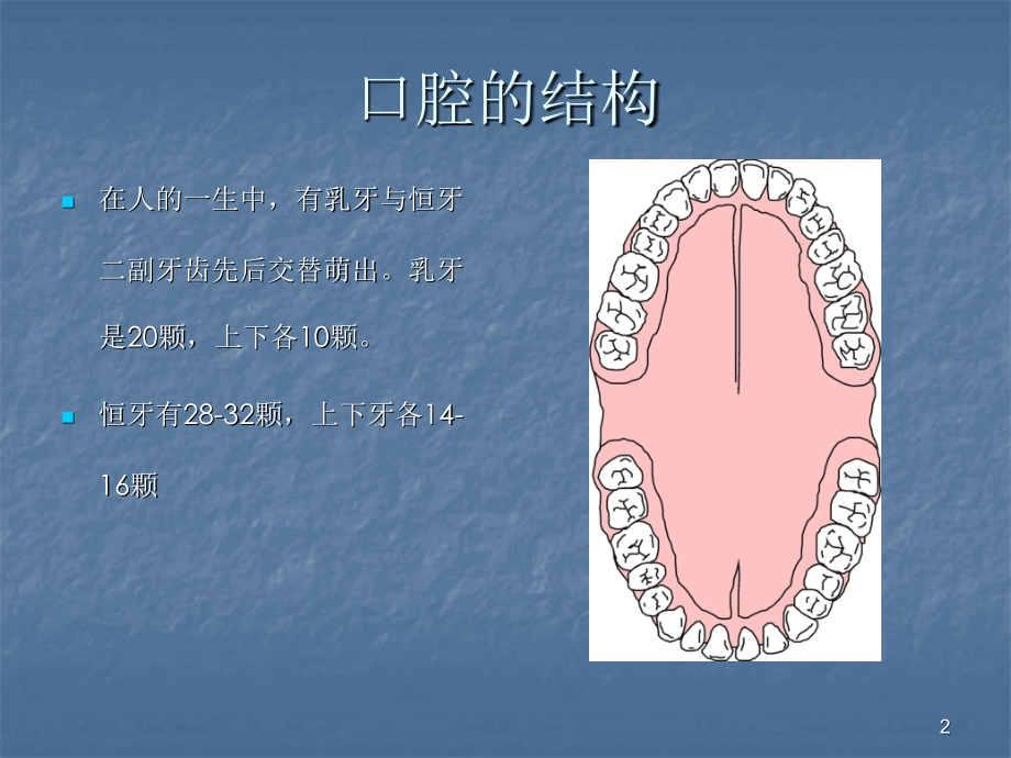 口腔健康基本知识ppt课件.ppt_第2页