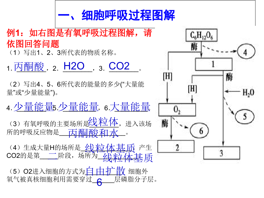 影响细胞呼吸作用的因素.ppt_第2页