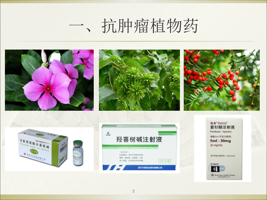 抗肿瘤植物药与抗代谢药.pptx_第2页
