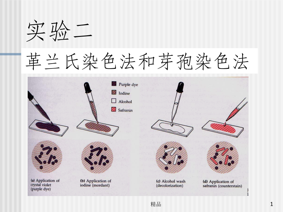 微生物革兰氏染色法和芽孢染色法.ppt_第1页