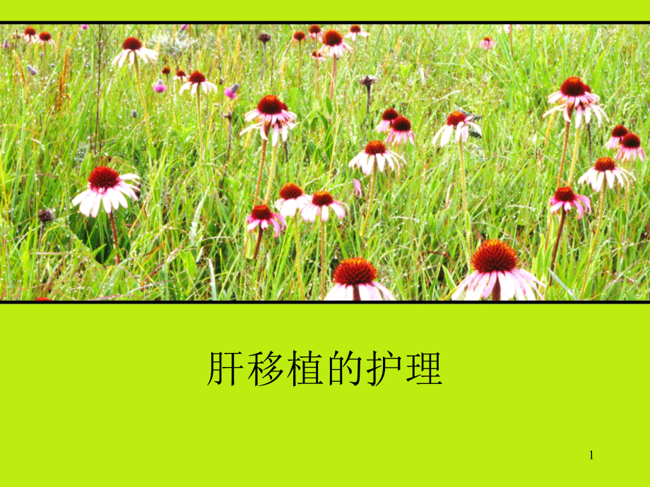 肝移植护理ppt课件.ppt_第1页