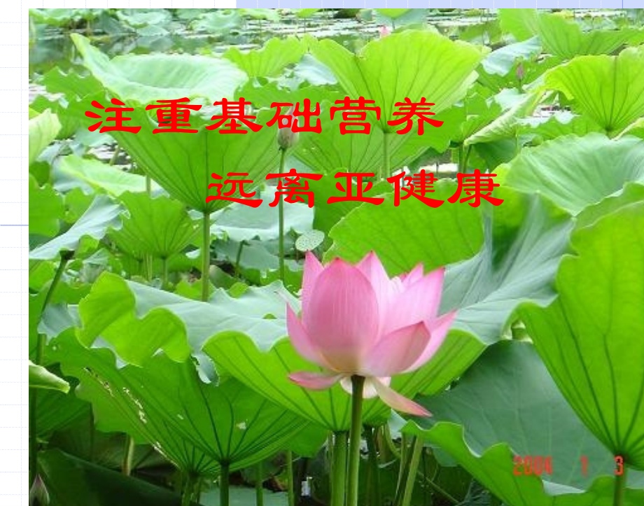 基础营养与亚健康.ppt_第1页