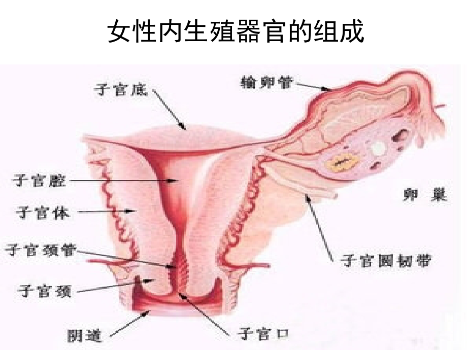 异位妊娠的治疗.ppt_第2页