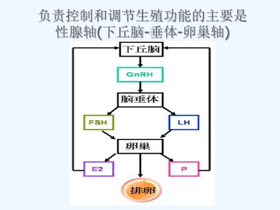 辅助生殖常用药物.ppt_第2页