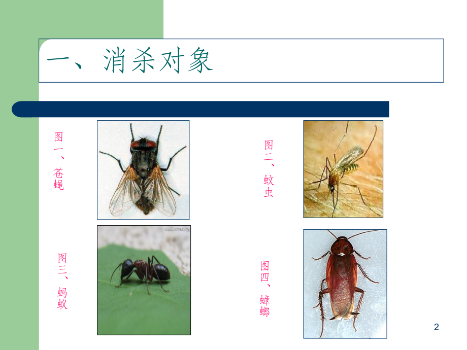 杀灭“卫生害虫”基本操作程序.ppt_第2页