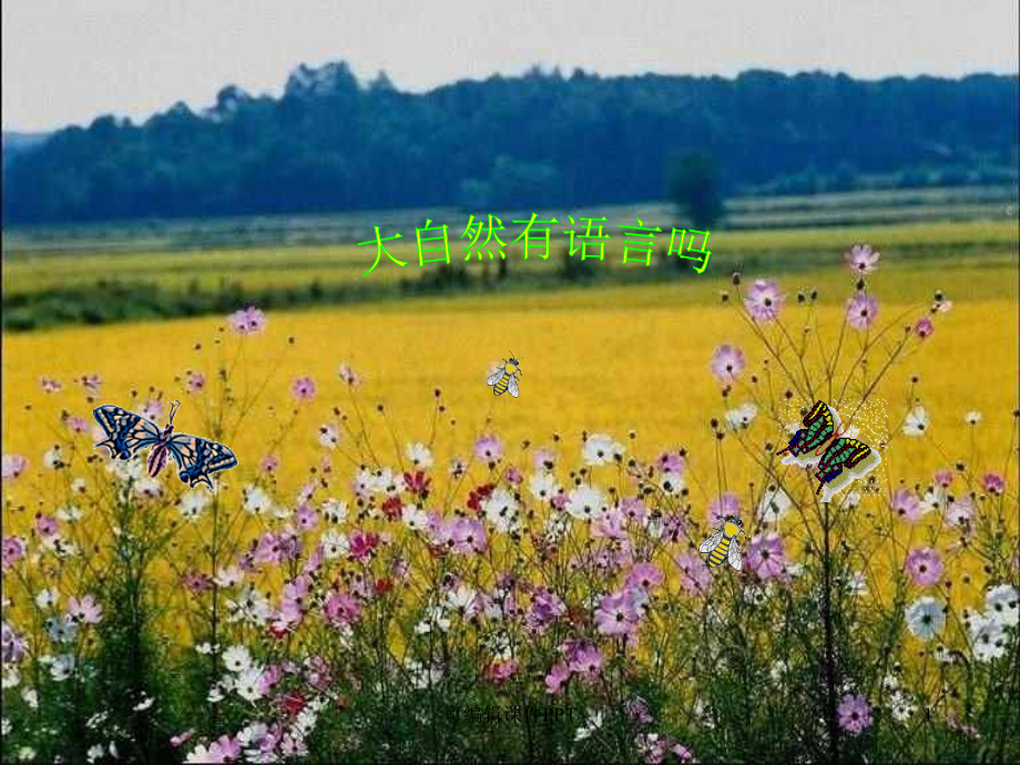 大自然的语言优秀精.11.ppt_第1页