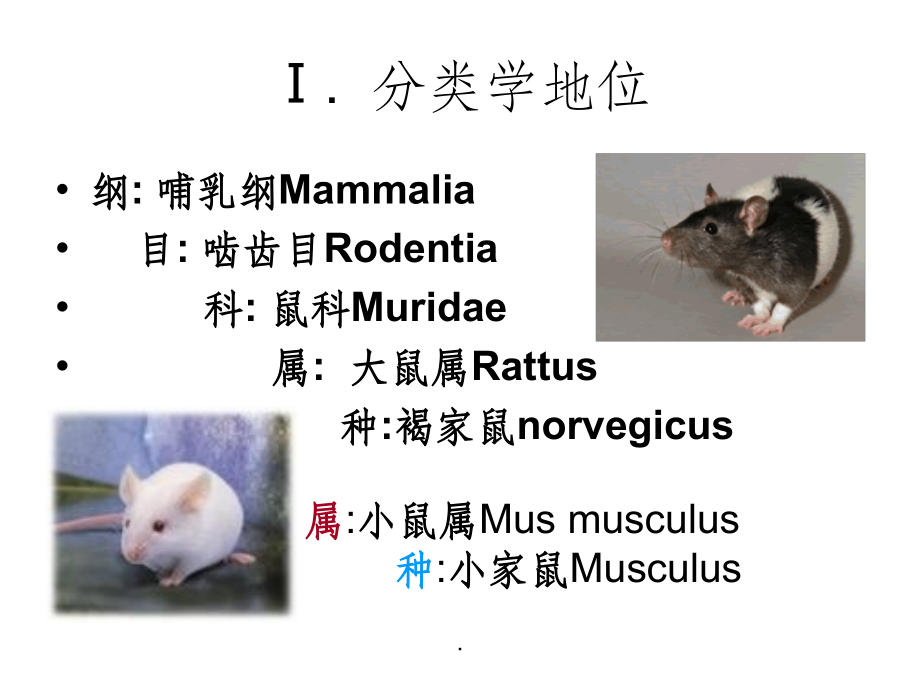 大小鼠解剖生理特点.ppt_第2页