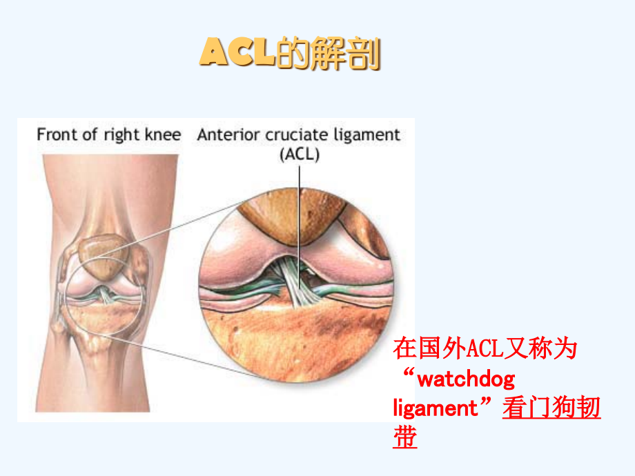 前交叉韧带(ACL)损伤后的康复.pptx_第2页