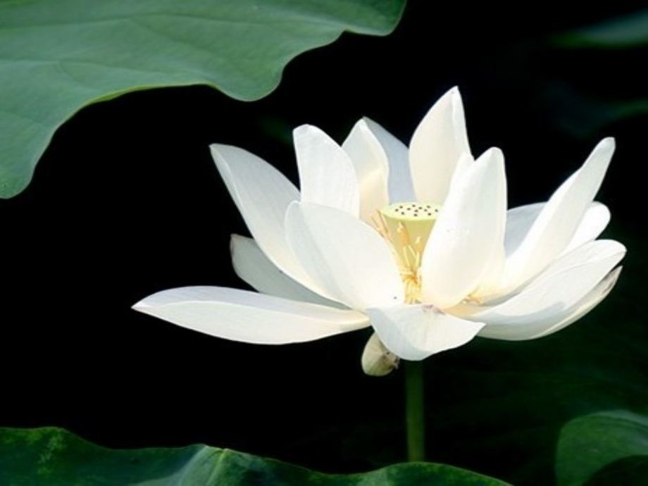 爱莲说-优秀公开课课件.ppt_第1页