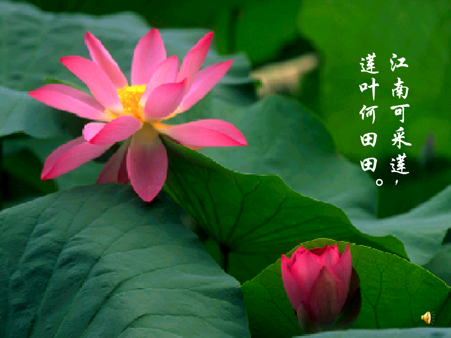 爱莲说-优秀公开课课件.ppt_第2页