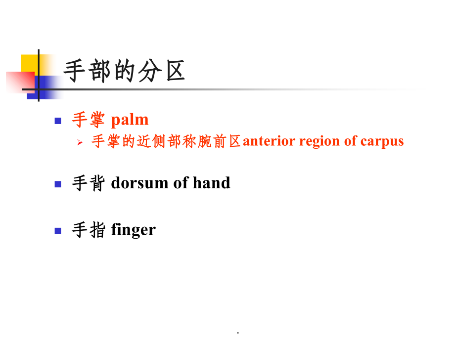 手部局部解剖-.ppt_第2页