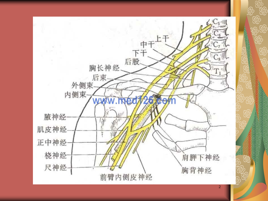 臂丛神经损伤康复ppt课件.ppt_第2页