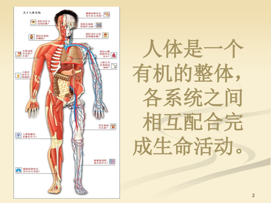 医学基础知识之人体的十大系统.pptx_第2页