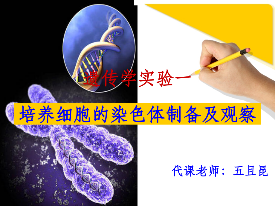 实验一--人类染色体观察.ppt_第1页
