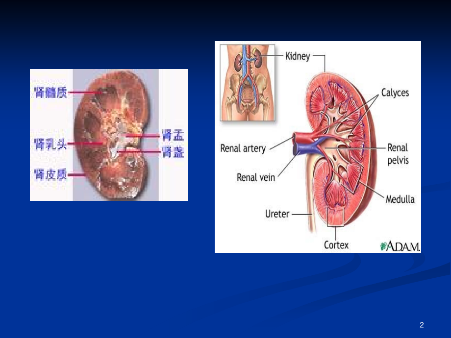 泌尿医本科.ppt_第2页