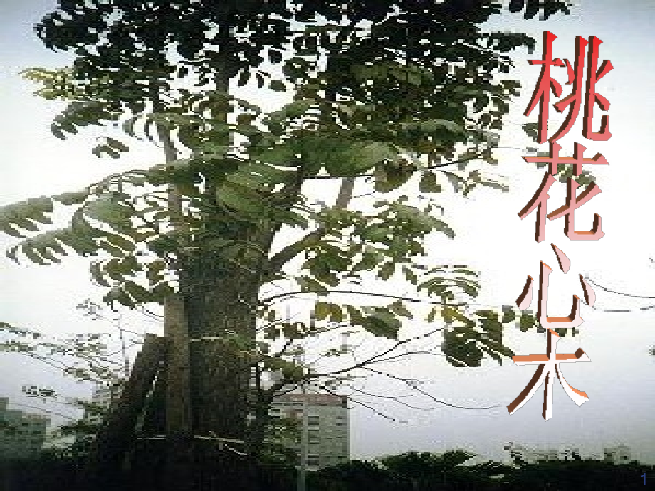 六年级语文下册桃花心木.ppt_第1页