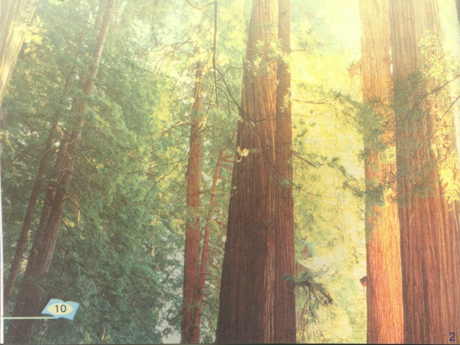 六年级语文下册桃花心木.ppt_第2页