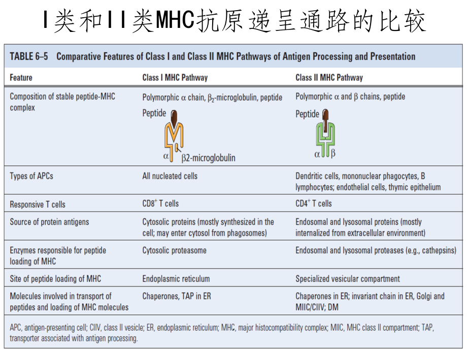 免疫学-第9章-B细胞发育、活化、分化与效应机制.ppt_第1页