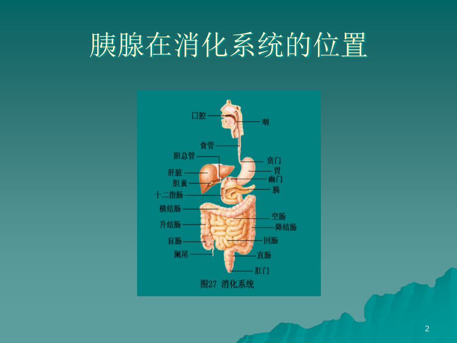 急性胰腺炎的诊断与治疗.ppt_第2页