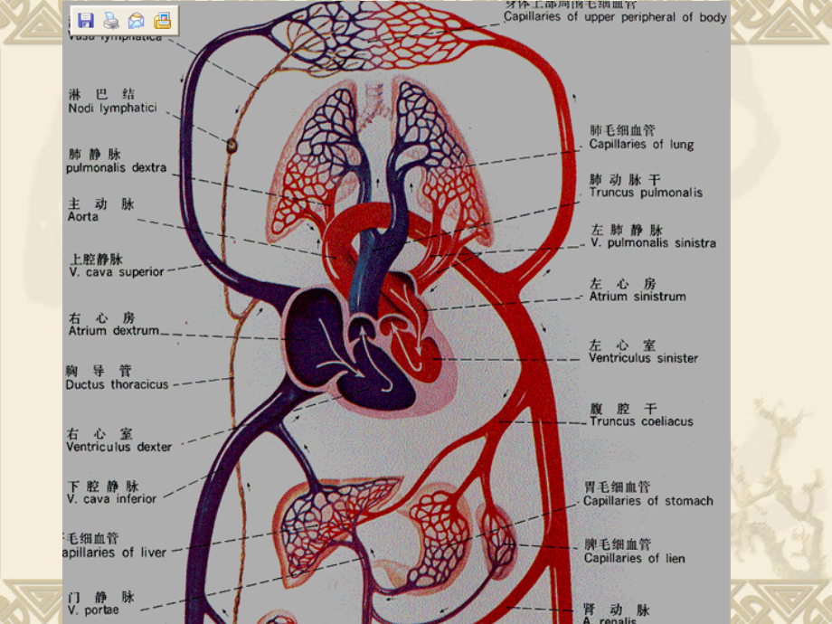 抗慢性心功能不全药物ppt医学课件.ppt_第2页
