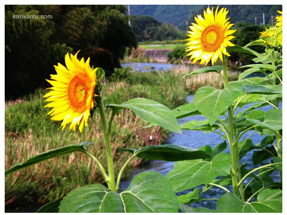植物激素调节2课时.ppt_第2页