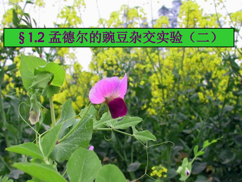 孟德尔的豌豆杂交实验(二).ppt_第1页