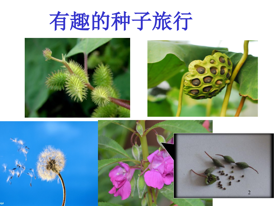 大班种子的旅行.ppt_第2页