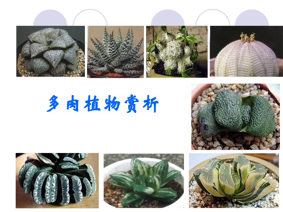 关于多肉植物.ppt_第1页