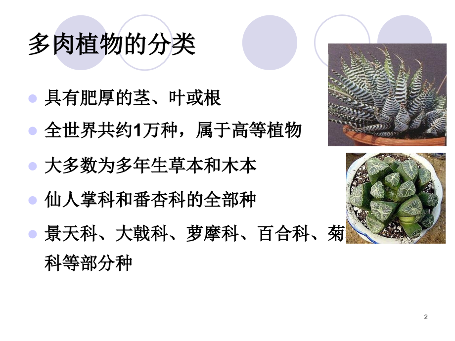 关于多肉植物.ppt_第2页