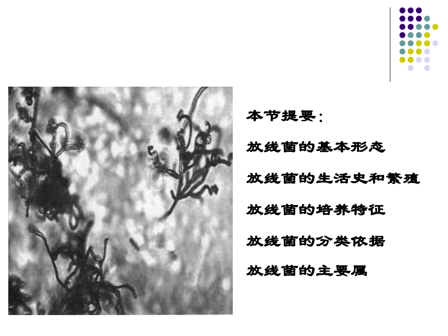 放线菌及蓝细菌PPT医学课件.ppt_第1页