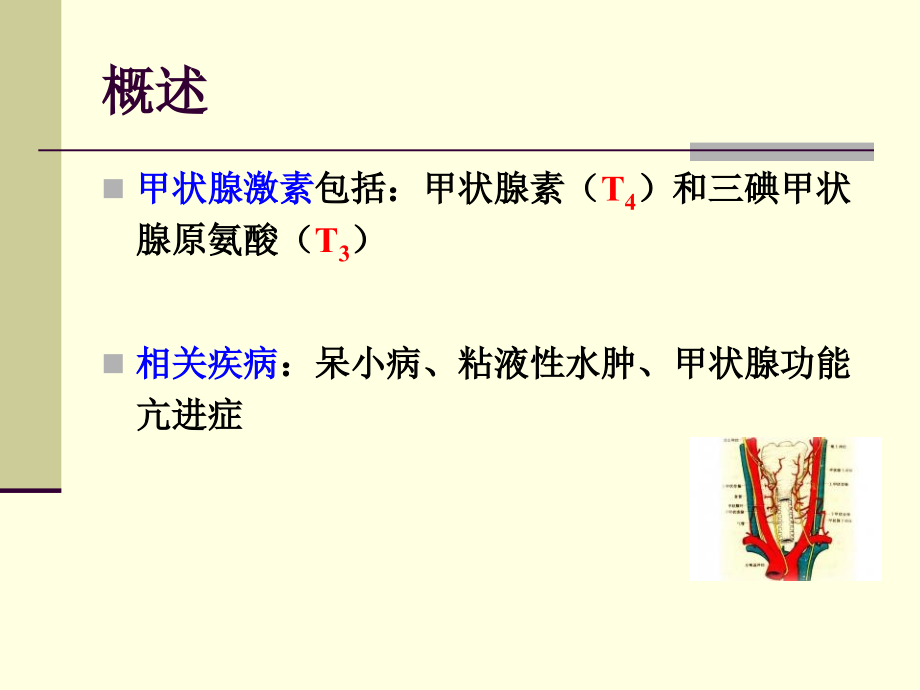 甲状腺胰岛素.ppt_第2页