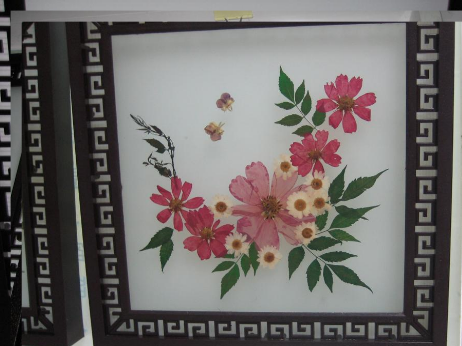 植物标本制作-.ppt_第1页