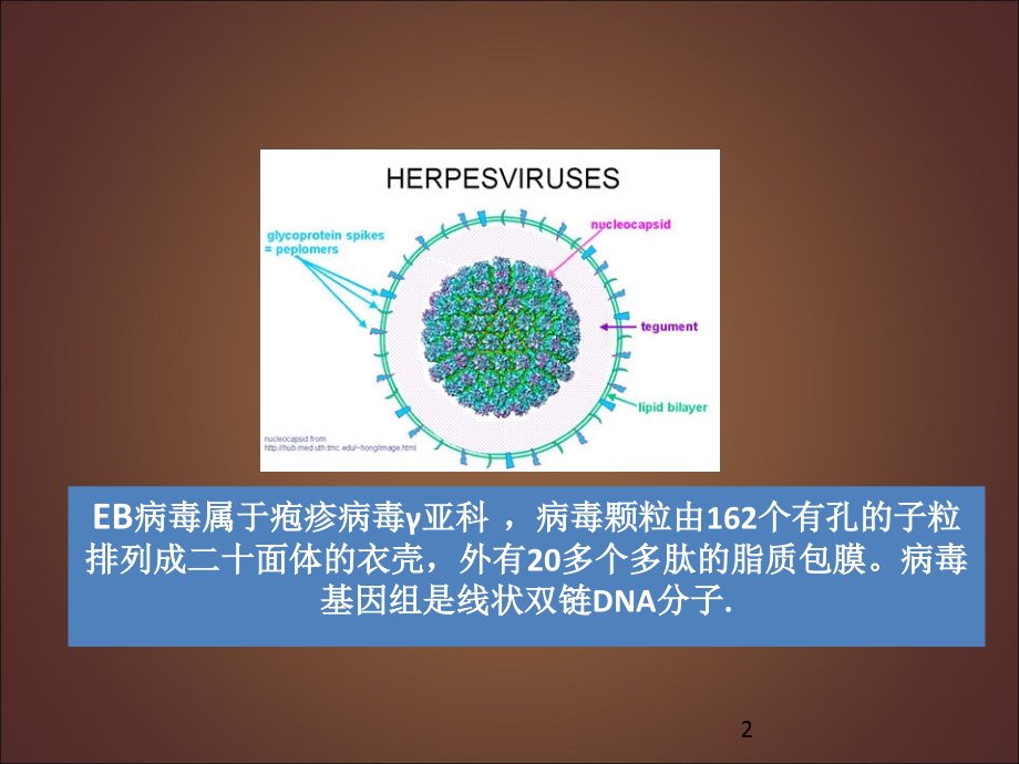 慢性活动性EB病毒感染.ppt_第2页