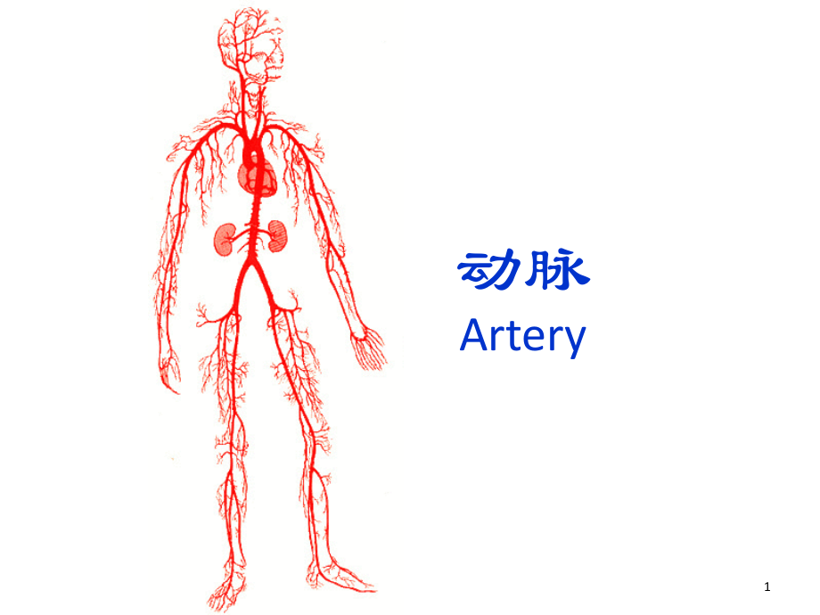 人体解剖学-动脉.ppt_第1页