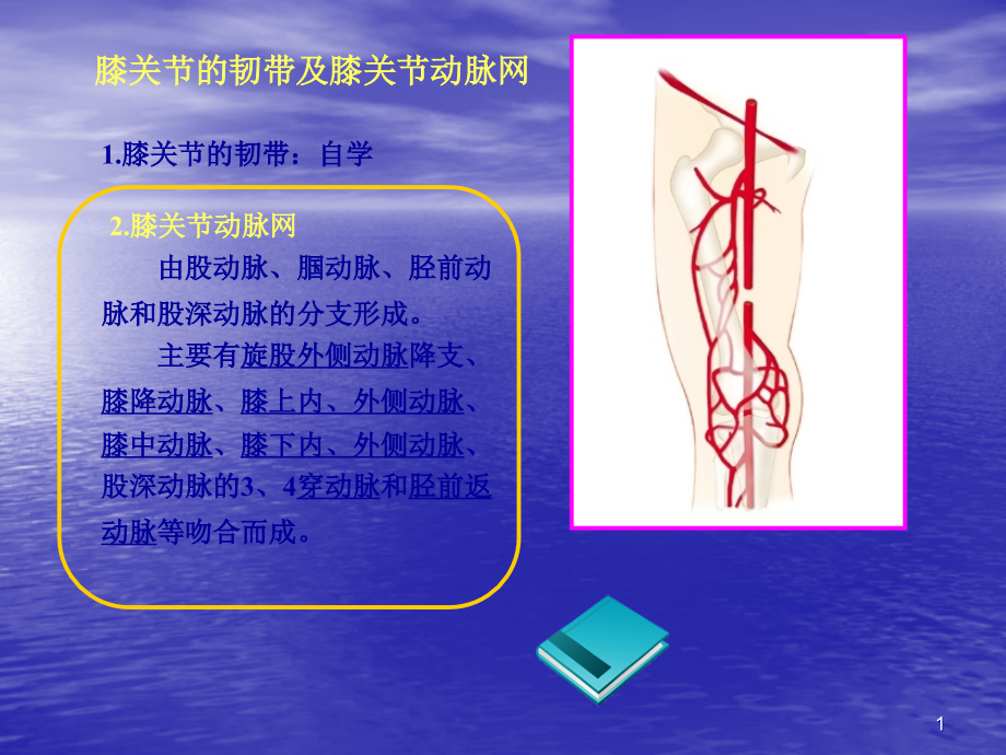 人体局解下肢.ppt_第1页