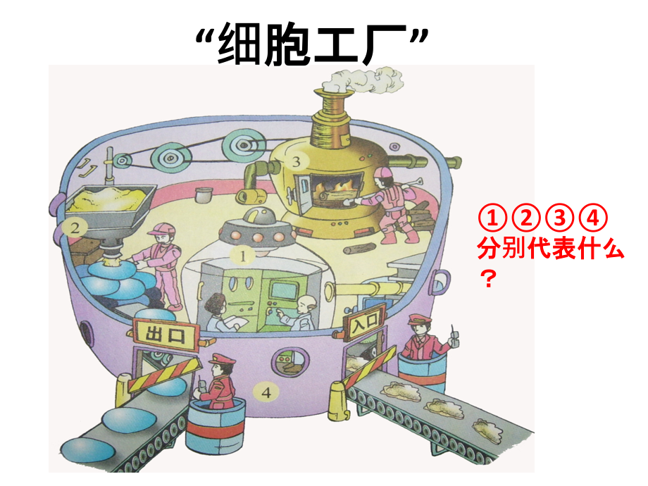 七年级生物冀少版-细胞各部分的功能.ppt_第2页