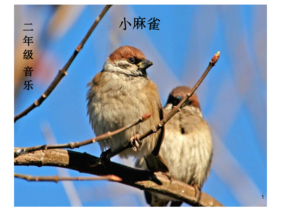 二年级上册小麻雀音乐.ppt_第1页