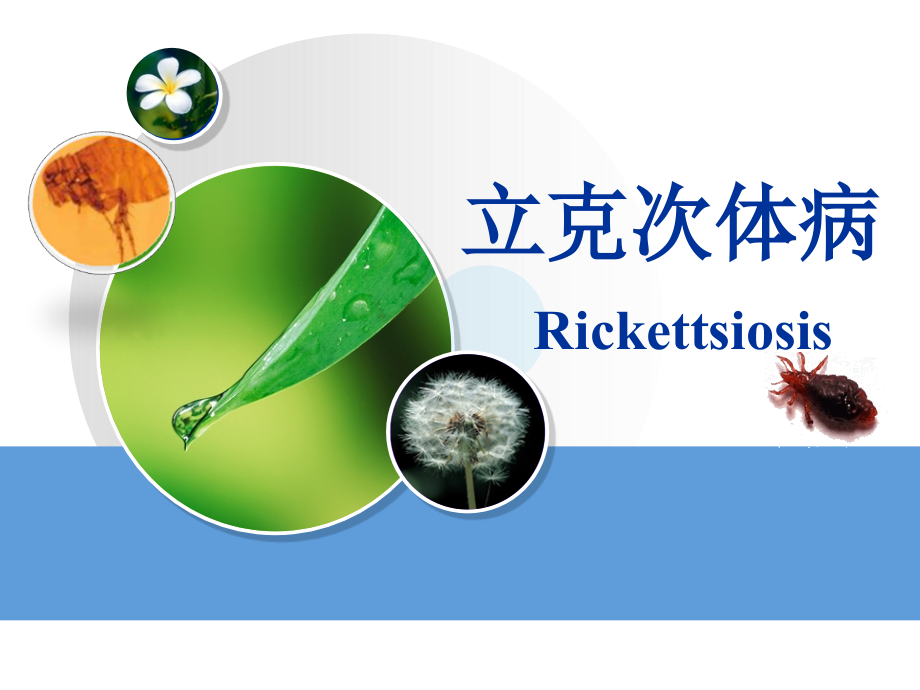 立克次体病.ppt_第1页