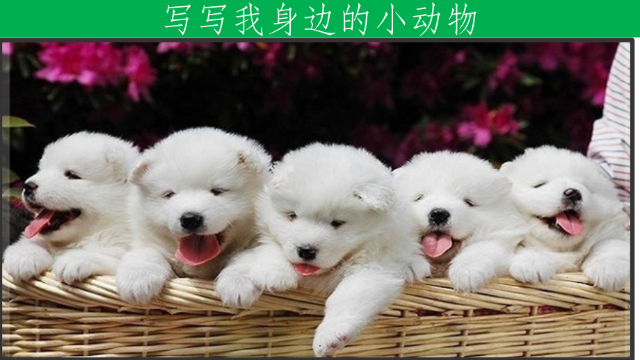 三年级我喜欢的小动物.ppt_第1页
