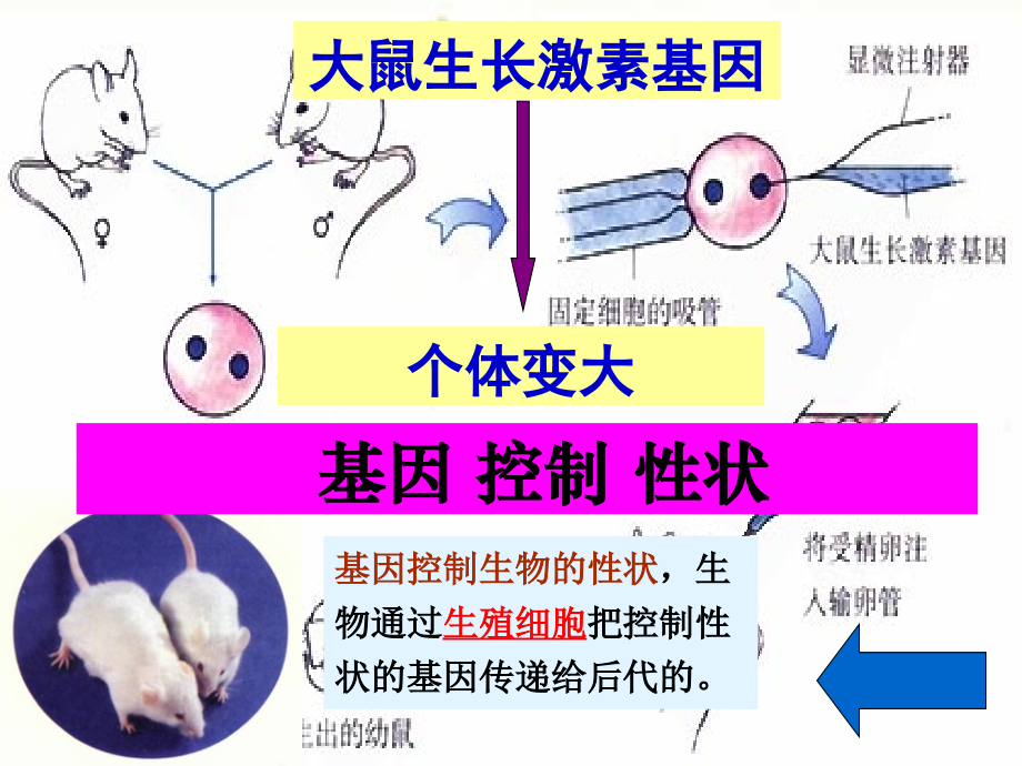 八年级生物下册复习PPT课件.ppt_第2页