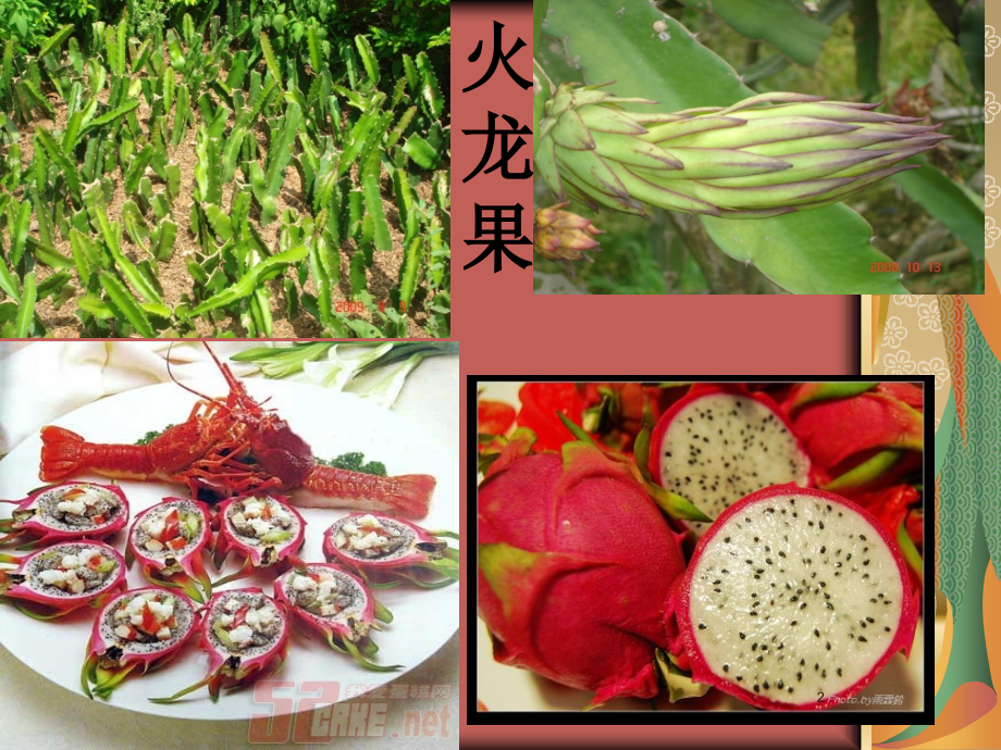 火龙果栽培技术ppt课件.ppt_第2页