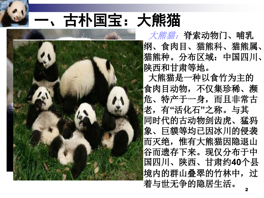 中国十种濒临灭绝的动物.ppt_第2页